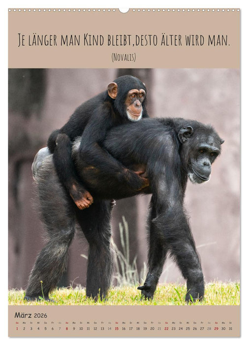 Besinnliche Schimpansen (CALVENDO Wandkalender 2026)