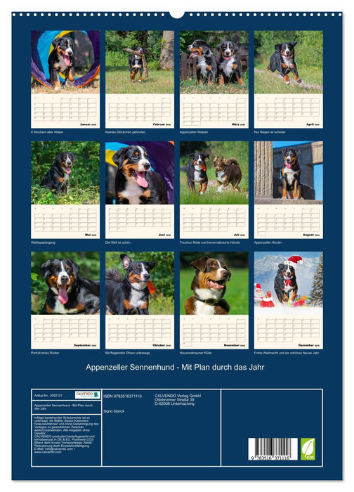 Appenzeller Sennenhund - Mit Plan durch das Jahr (CALVENDO Premium Wandkalender 2026)