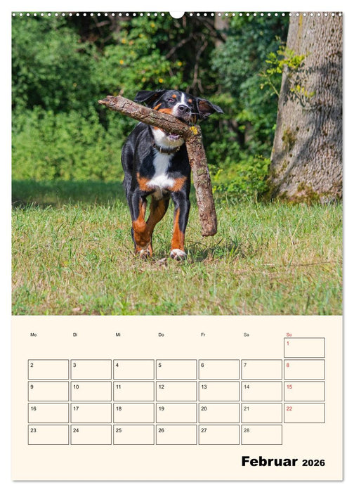Appenzeller Sennenhund - Mit Plan durch das Jahr (CALVENDO Premium Wandkalender 2026)