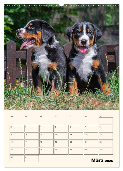 Appenzeller Sennenhund - Mit Plan durch das Jahr (CALVENDO Premium Wandkalender 2026)