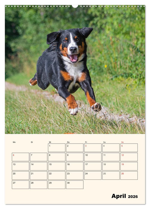 Appenzeller Sennenhund - Mit Plan durch das Jahr (CALVENDO Premium Wandkalender 2026)