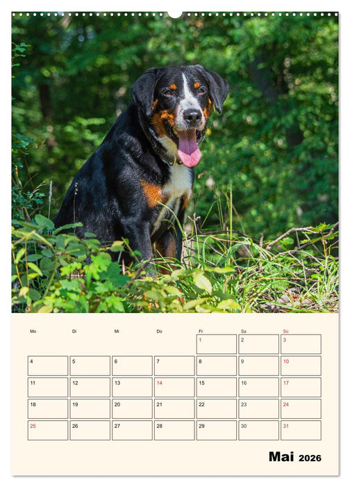 Appenzeller Sennenhund - Mit Plan durch das Jahr (CALVENDO Premium Wandkalender 2026)