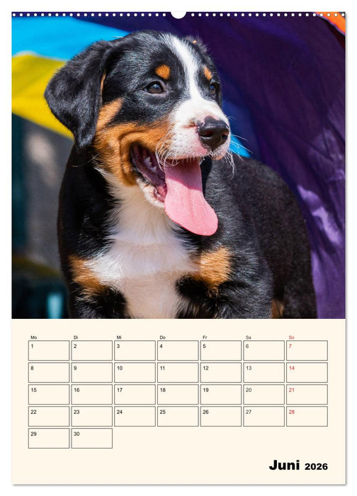 Appenzeller Sennenhund - Mit Plan durch das Jahr (CALVENDO Premium Wandkalender 2026)