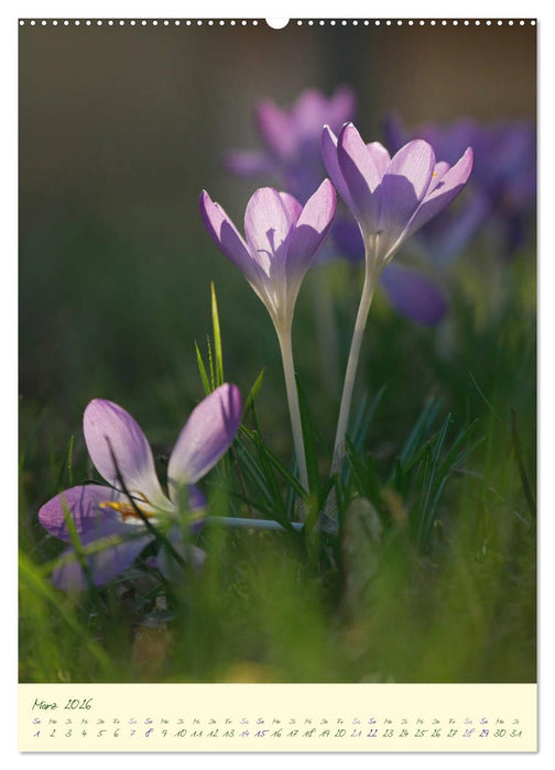Blütenzauber im Garten (CALVENDO Premium Wandkalender 2026)