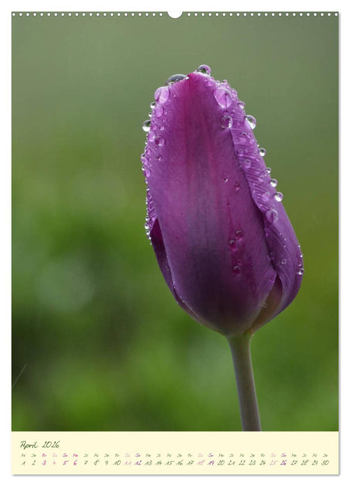 Blütenzauber im Garten (CALVENDO Premium Wandkalender 2026)