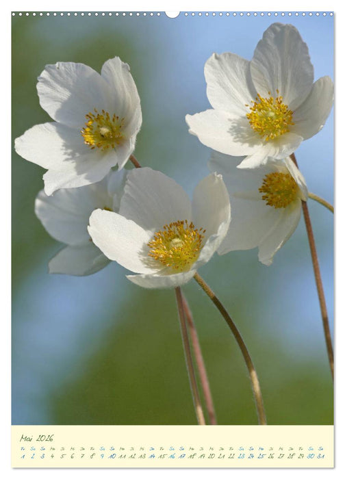 Blütenzauber im Garten (CALVENDO Premium Wandkalender 2026)