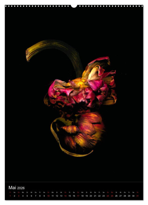 Blumen bei Nacht (CALVENDO Premium Wandkalender 2026)