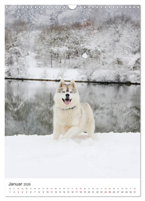 Faszination Husky (CALVENDO Wandkalender 2026)