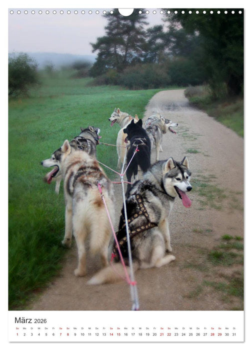 Faszination Husky (CALVENDO Wandkalender 2026)
