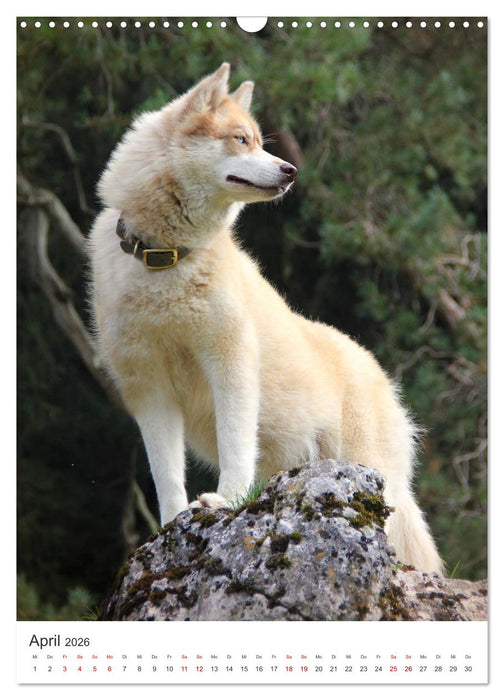 Faszination Husky (CALVENDO Wandkalender 2026)