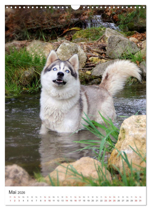 Faszination Husky (CALVENDO Wandkalender 2026)