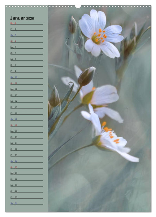 Pastell-Zauber (CALVENDO Wandkalender 2026)