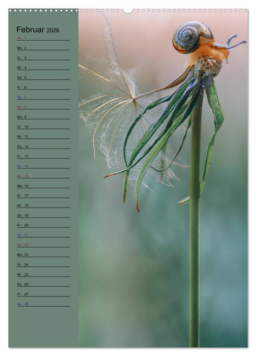 Pastell-Zauber (CALVENDO Wandkalender 2026)