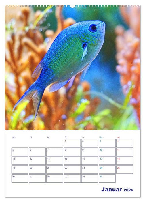 Bunte Meereswelten (CALVENDO Wandkalender 2026)