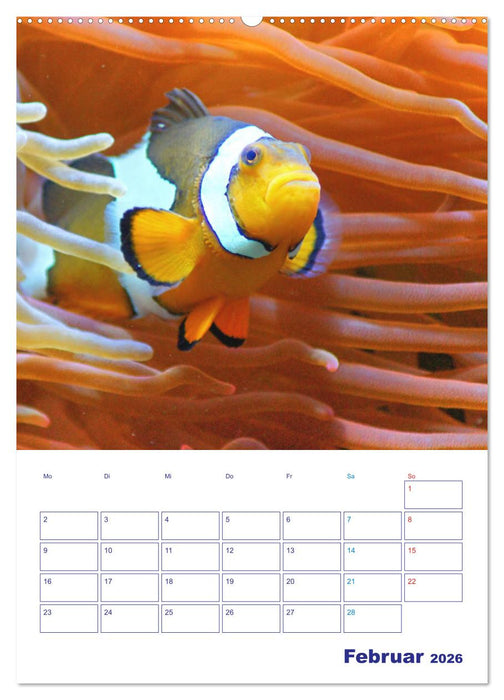 Bunte Meereswelten (CALVENDO Wandkalender 2026)