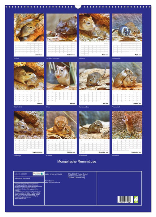 Mongolische Rennmäuse (CALVENDO Wandkalender 2026)
