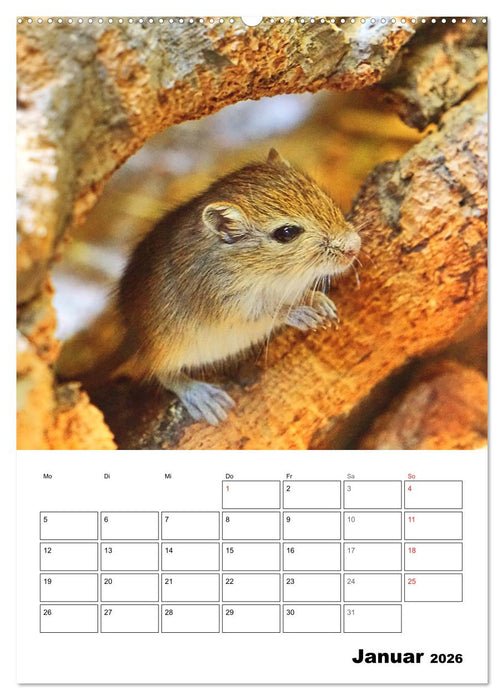 Mongolische Rennmäuse (CALVENDO Wandkalender 2026)