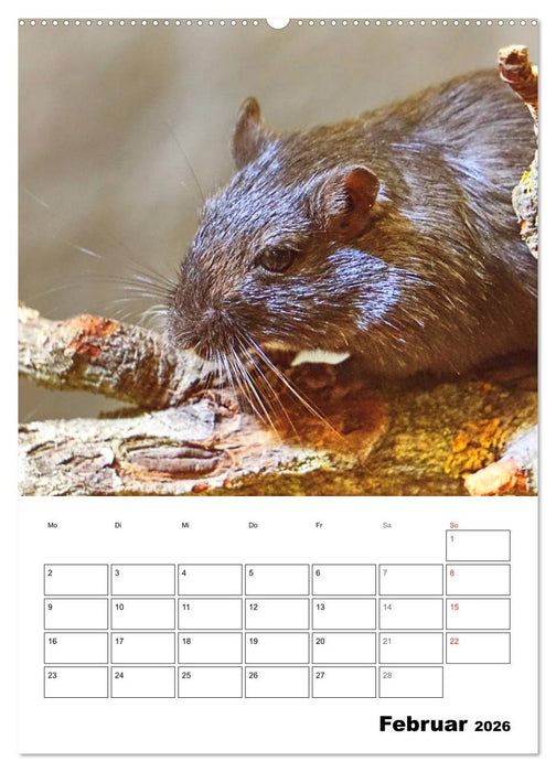 Mongolische Rennmäuse (CALVENDO Wandkalender 2026)