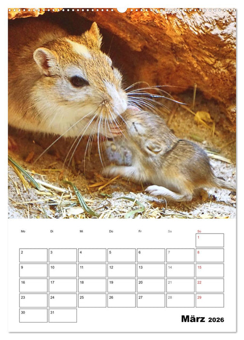 Mongolische Rennmäuse (CALVENDO Wandkalender 2026)