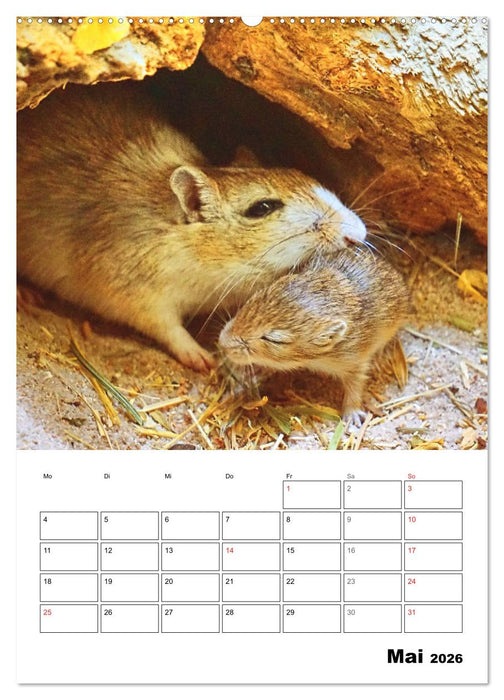 Mongolische Rennmäuse (CALVENDO Wandkalender 2026)