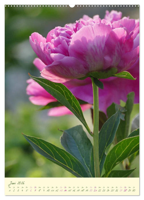 Blütenzauber im Garten (CALVENDO Wandkalender 2026)