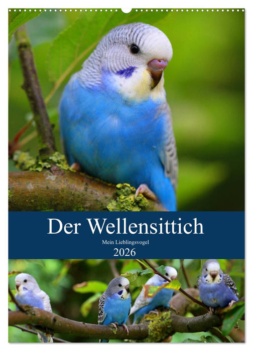 Der Wellensittich - Mein Lieblingsvogel (CALVENDO Wandkalender 2026)