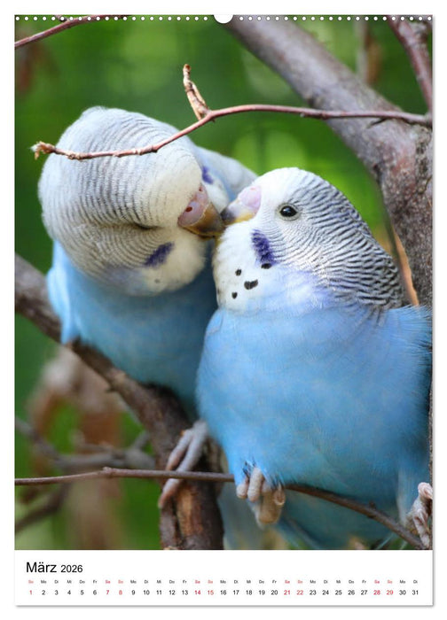 Der Wellensittich - Mein Lieblingsvogel (CALVENDO Wandkalender 2026)