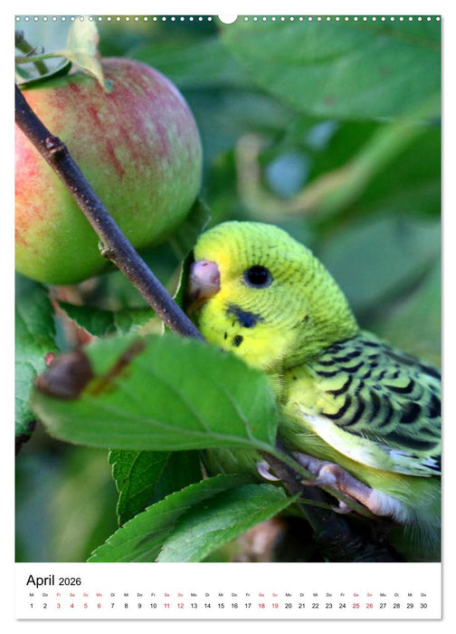 Der Wellensittich - Mein Lieblingsvogel (CALVENDO Wandkalender 2026)