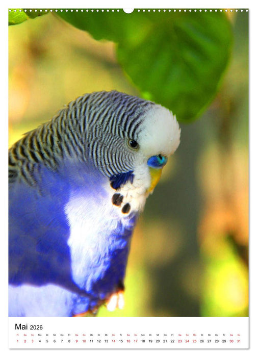 Der Wellensittich - Mein Lieblingsvogel (CALVENDO Wandkalender 2026)