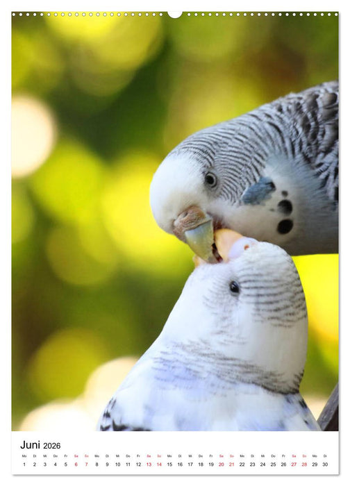 Der Wellensittich - Mein Lieblingsvogel (CALVENDO Wandkalender 2026)