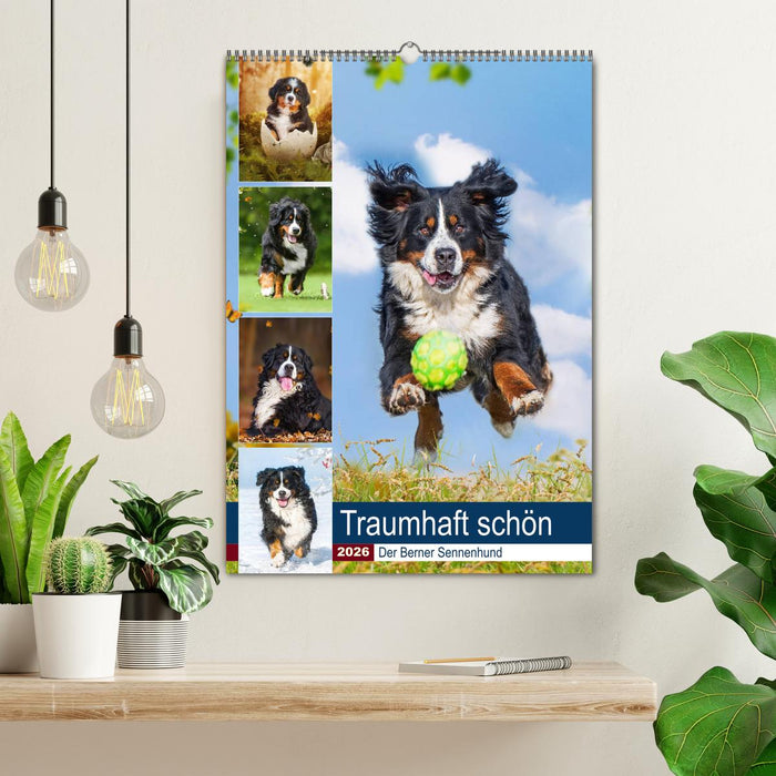 Traumhaft schön - Der Berner Sennenhund (CALVENDO Wandkalender 2026)