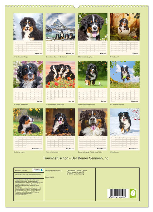 Traumhaft schön - Der Berner Sennenhund (CALVENDO Wandkalender 2026)