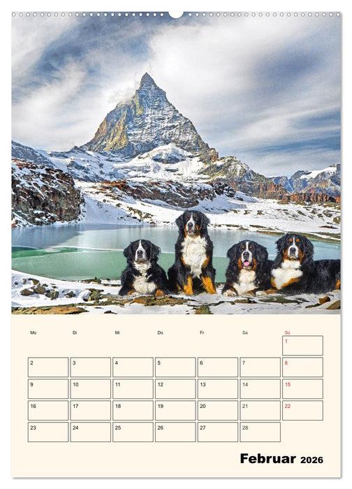 Traumhaft schön - Der Berner Sennenhund (CALVENDO Wandkalender 2026)