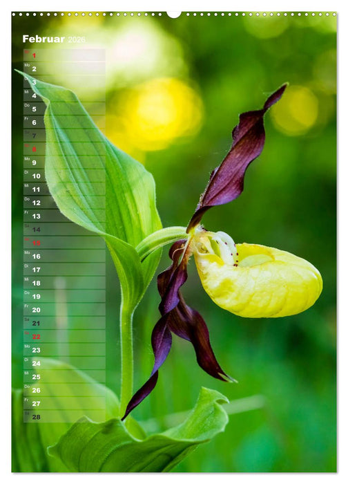 Auf der Suche nach Orchideen in Deutschland (CALVENDO Premium Wandkalender 2026)