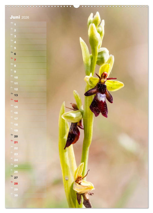 Auf der Suche nach Orchideen in Deutschland (CALVENDO Premium Wandkalender 2026)