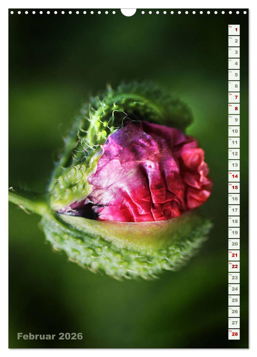 Es werde Mohn (CALVENDO Wandkalender 2026)