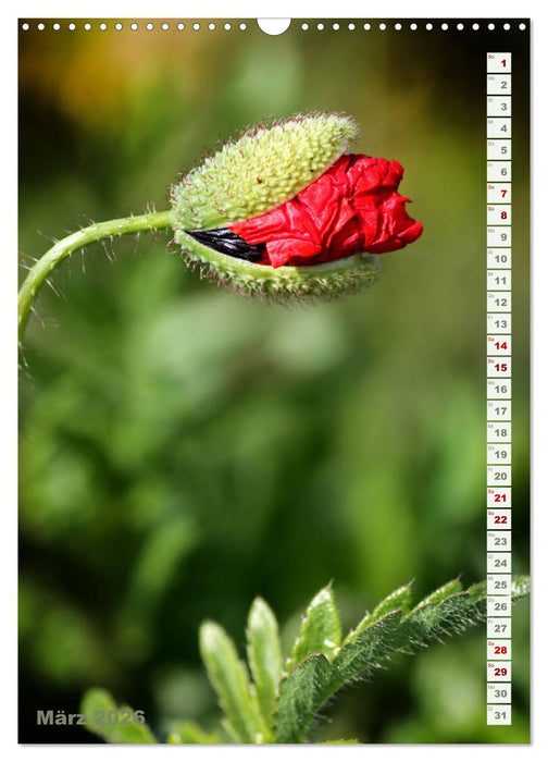 Es werde Mohn (CALVENDO Wandkalender 2026)