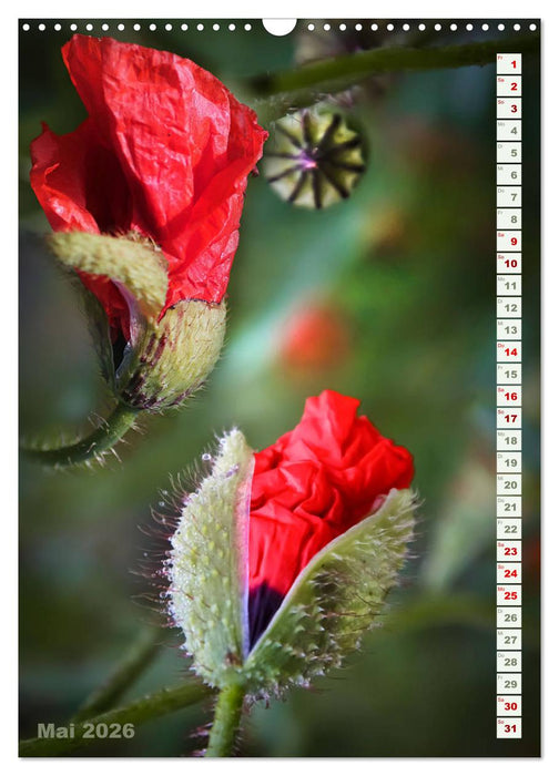 Es werde Mohn (CALVENDO Wandkalender 2026)