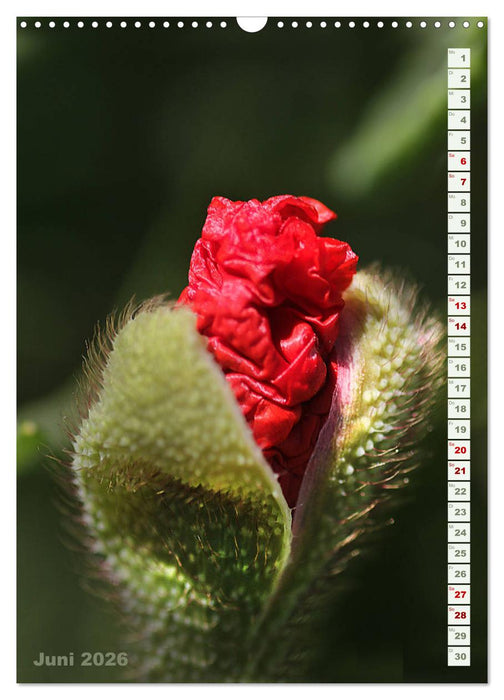 Es werde Mohn (CALVENDO Wandkalender 2026)