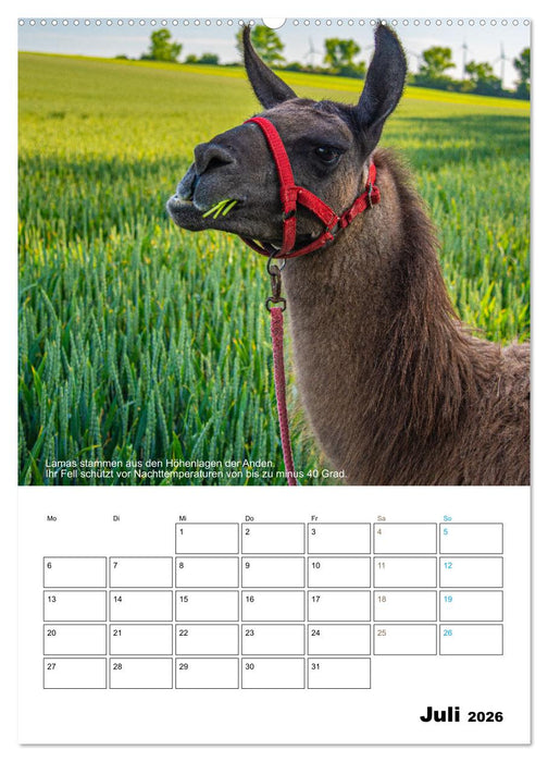 Liebenswerte Landtiere (CALVENDO Premium Wandkalender 2026)