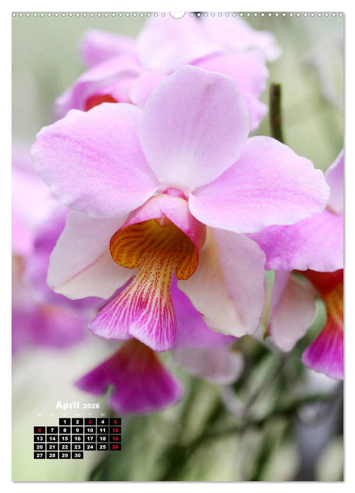 Kleine Orchideenschätze (CALVENDO Premium Wandkalender 2026)