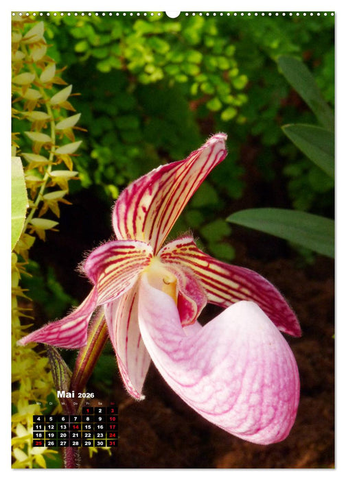 Kleine Orchideenschätze (CALVENDO Premium Wandkalender 2026)