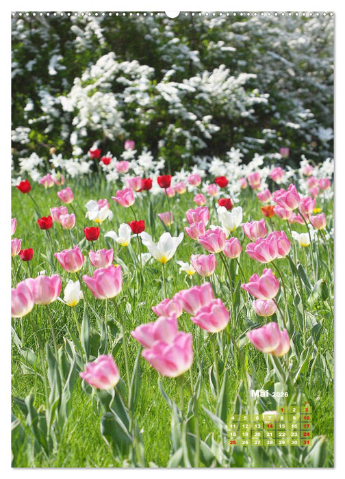 Ein buntes Tulpenjahr (CALVENDO Premium Wandkalender 2026)