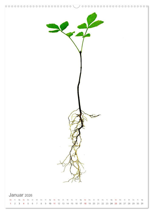 Junge Bäume (CALVENDO Wandkalender 2026)