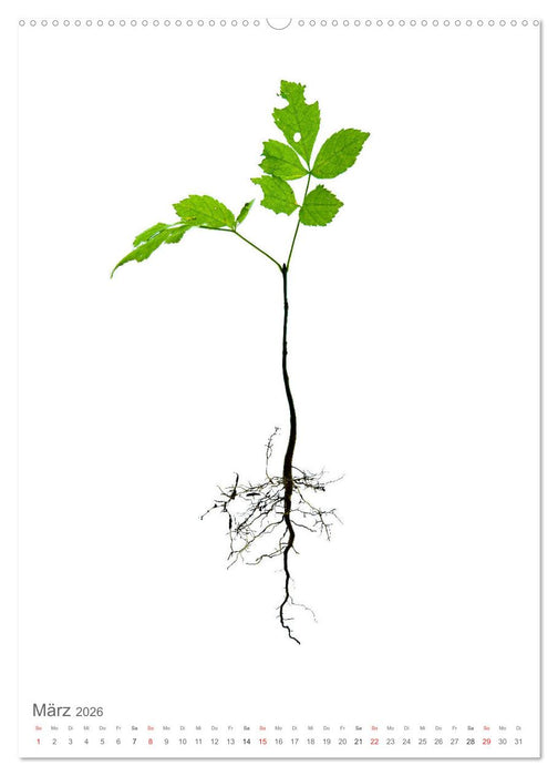 Junge Bäume (CALVENDO Wandkalender 2026)