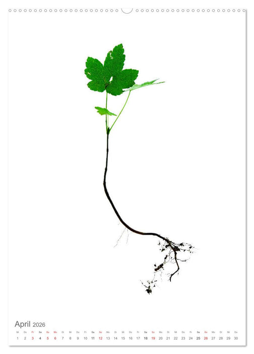 Junge Bäume (CALVENDO Wandkalender 2026)