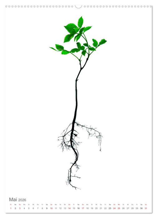 Junge Bäume (CALVENDO Wandkalender 2026)