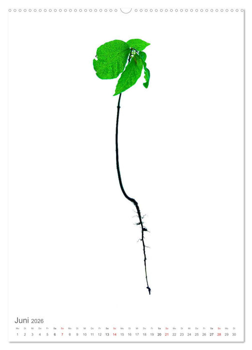 Junge Bäume (CALVENDO Wandkalender 2026)