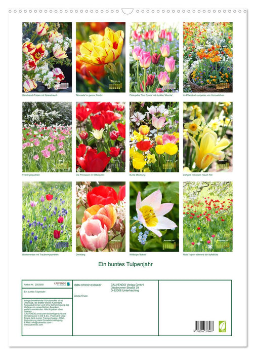 Ein buntes Tulpenjahr (CALVENDO Wandkalender 2026)