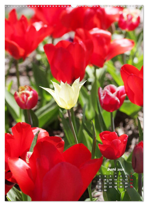 Ein buntes Tulpenjahr (CALVENDO Wandkalender 2026)